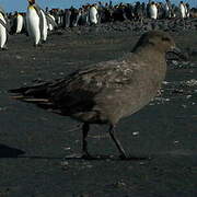 Brown Skua (lonnbergi)