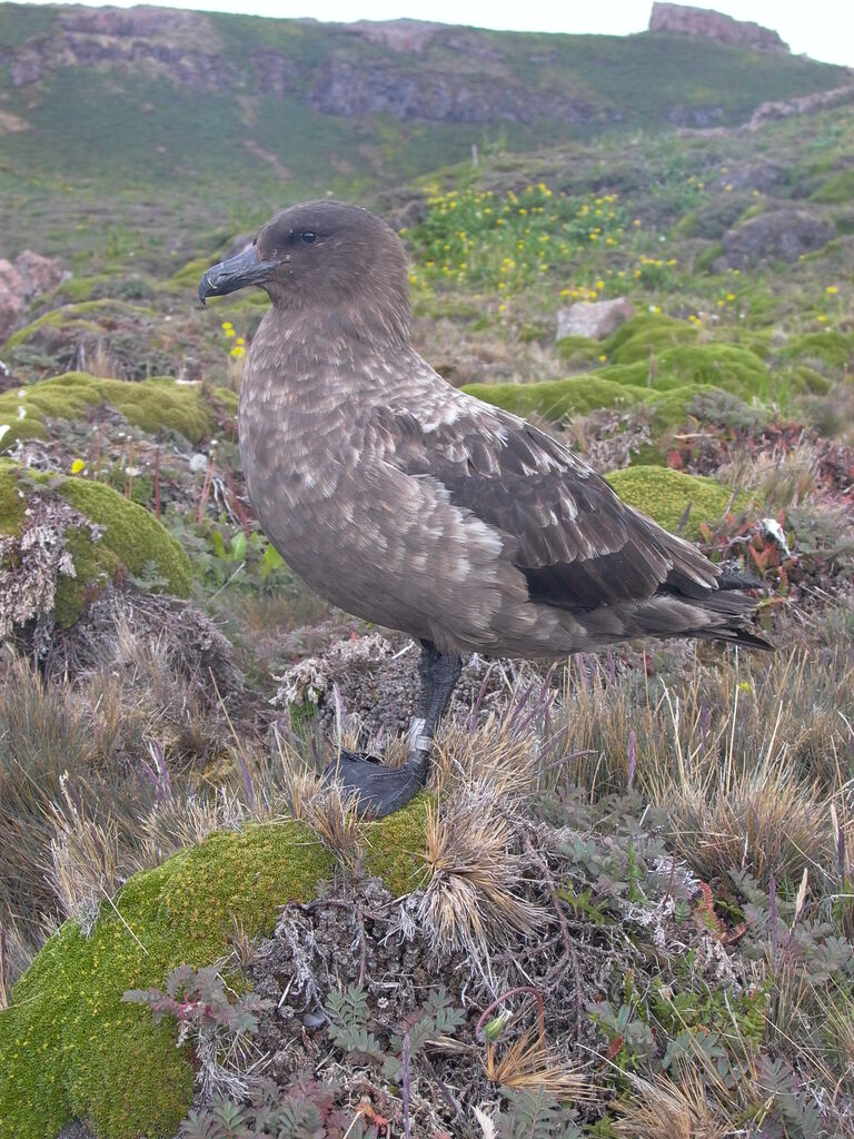 Brown Skua (lonnbergi)