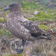 Brown Skua (lonnbergi)