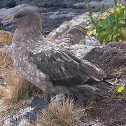 Brown Skua (lonnbergi)