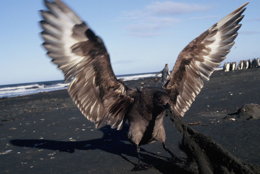 Brown Skua (lonnbergi)