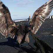 Brown Skua (lonnbergi)