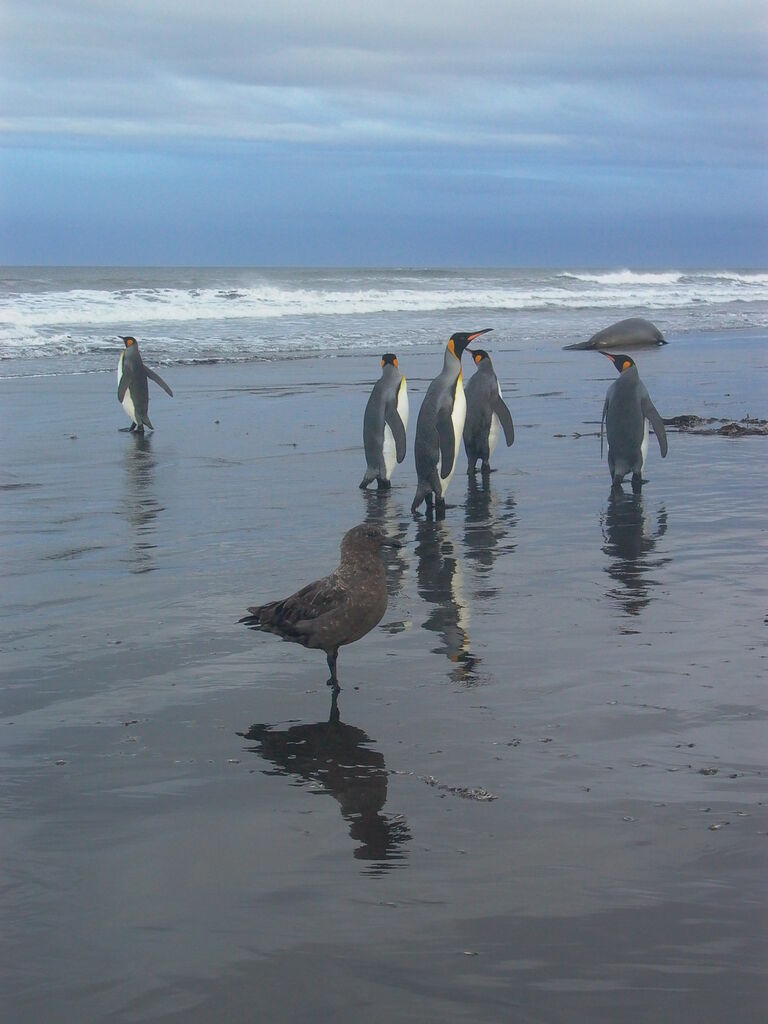 Brown Skua (lonnbergi)