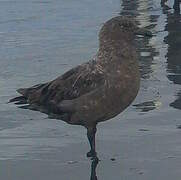 Brown Skua (lonnbergi)