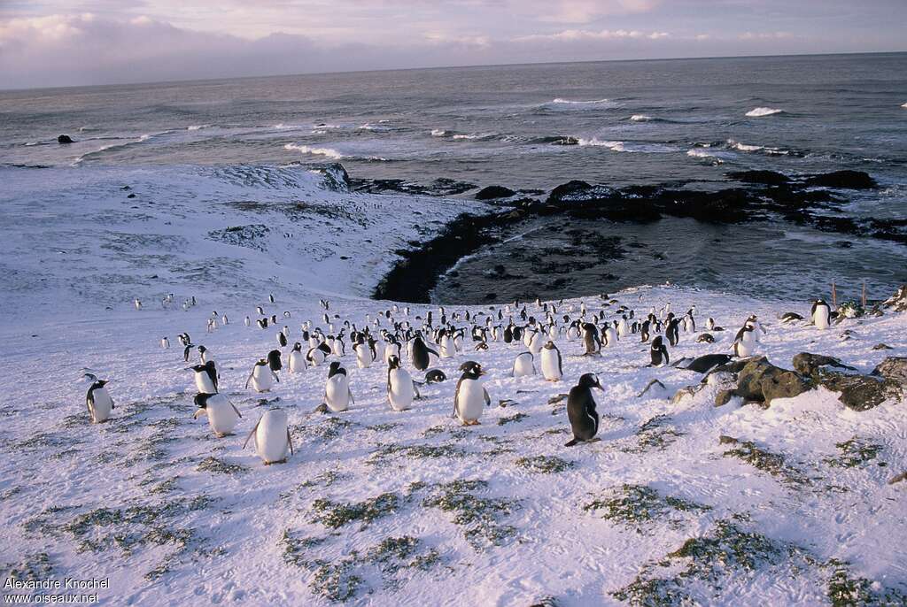 Gentoo Penguinadult, habitat