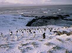 Gentoo Penguin