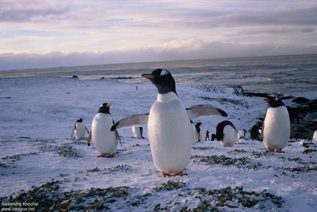 Manchot papouadulte, habitat