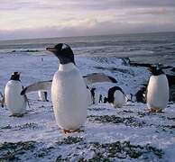 Gentoo Penguin