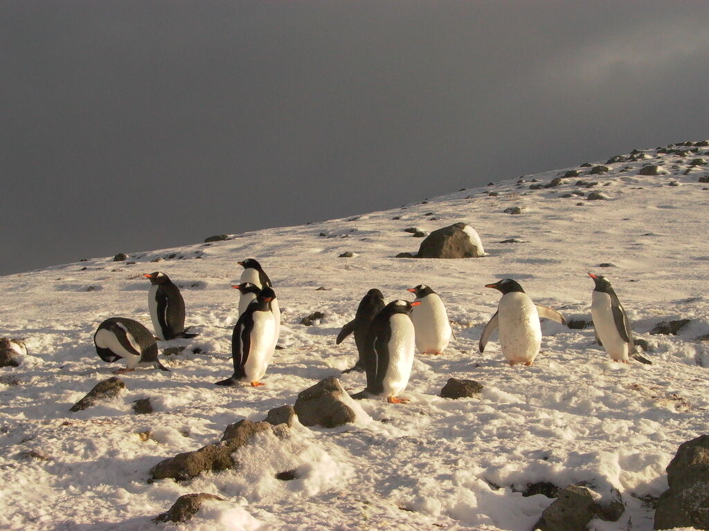 Gentoo Penguin