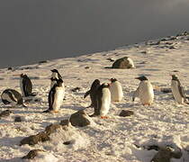 Gentoo Penguin