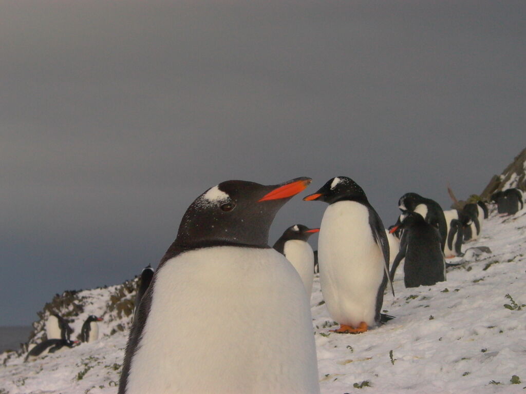 Gentoo Penguin