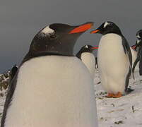 Gentoo Penguin