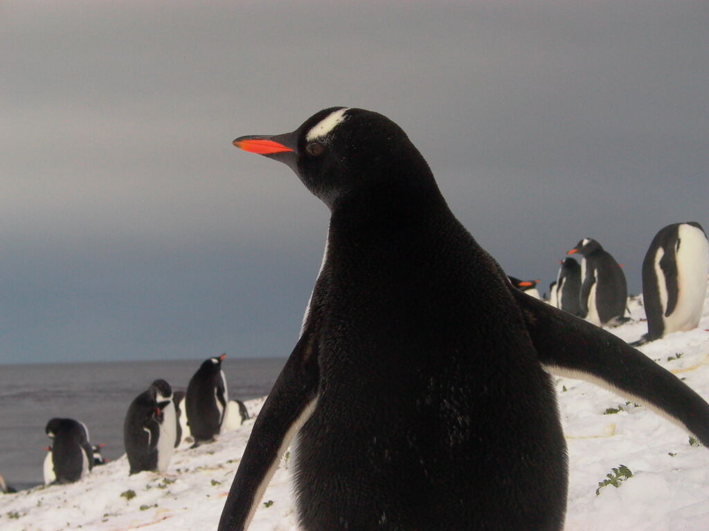 Gentoo Penguin