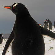 Gentoo Penguin