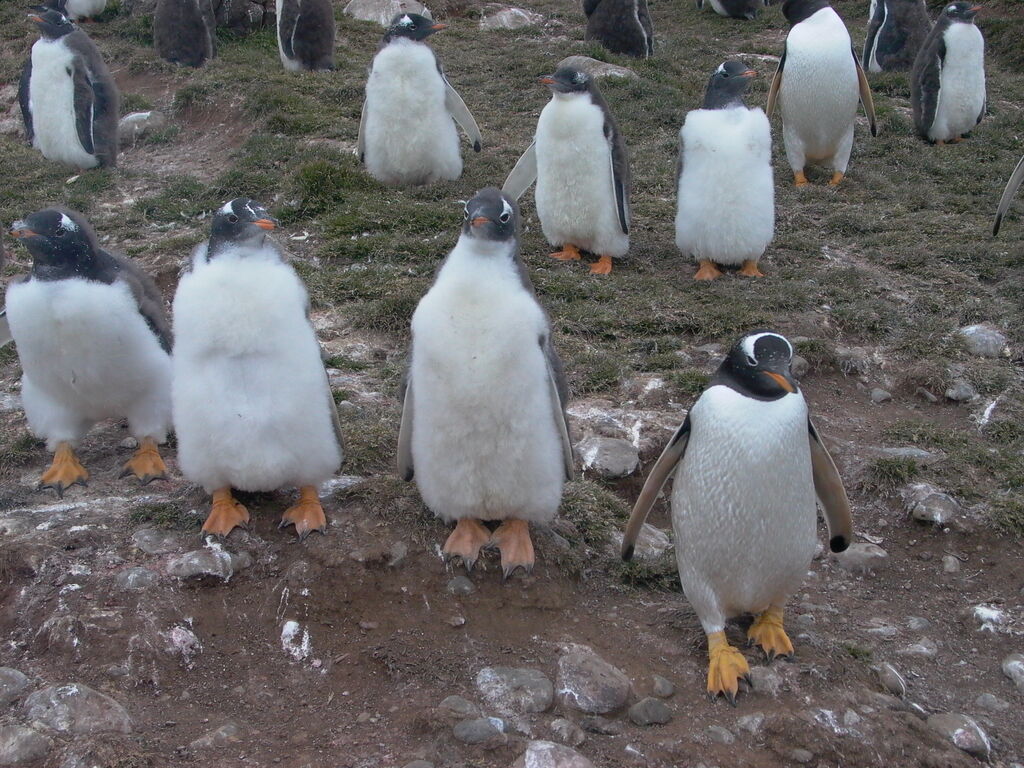 Gentoo Penguin