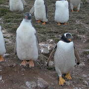 Gentoo Penguin