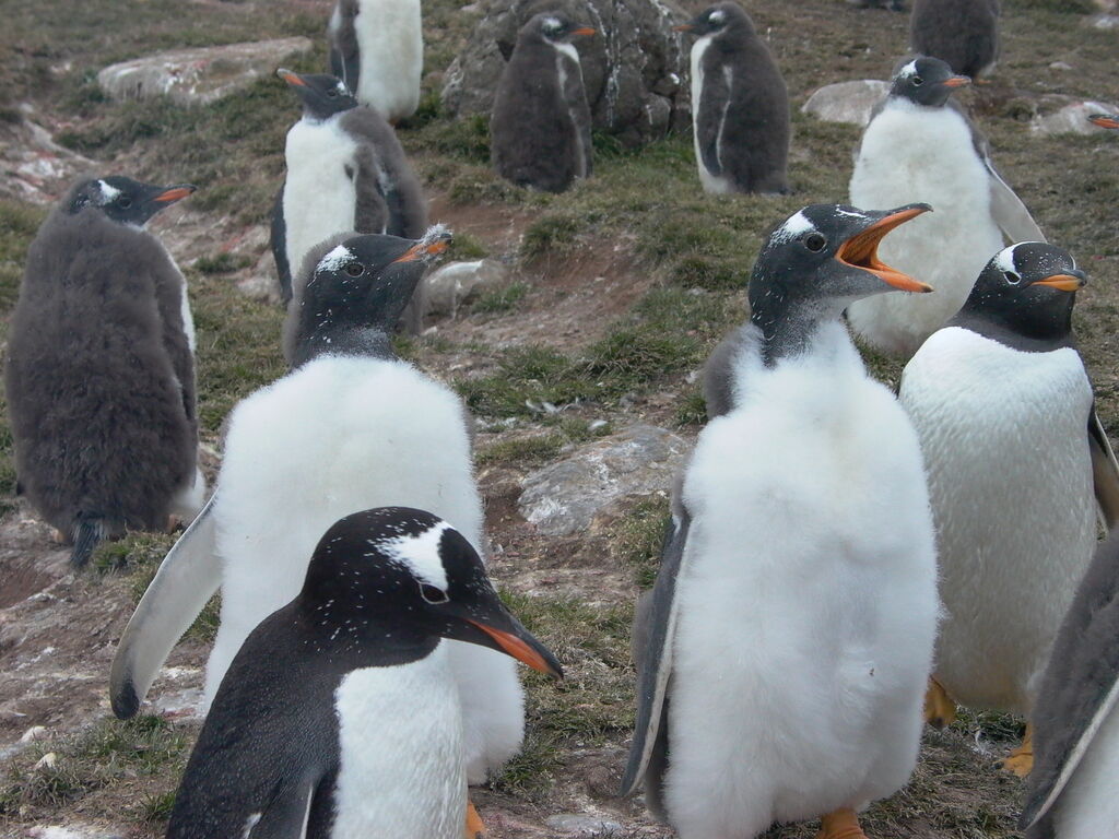 Gentoo Penguin