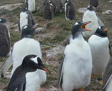 Gentoo Penguin