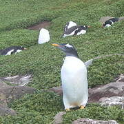 Gentoo Penguin