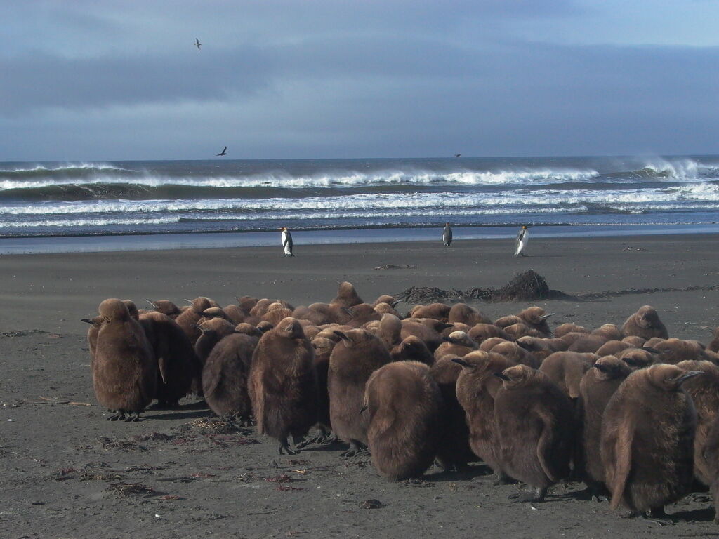 King Penguin