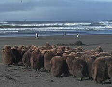 King Penguin