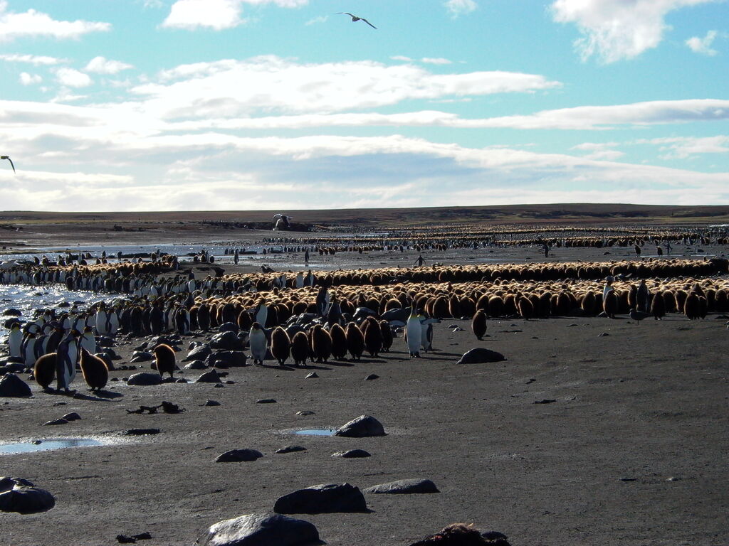 King Penguin