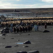 King Penguin