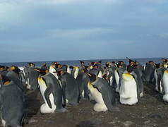 King Penguin