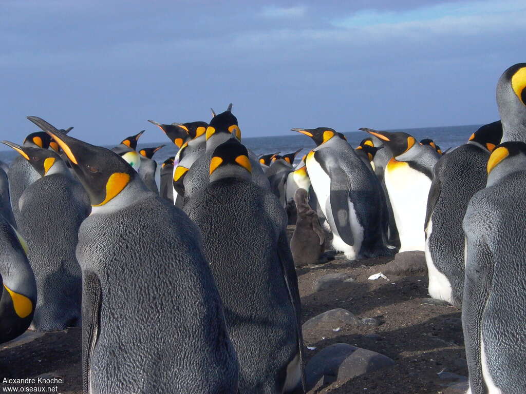 King Penguin, Reproduction-nesting