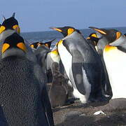 King Penguin