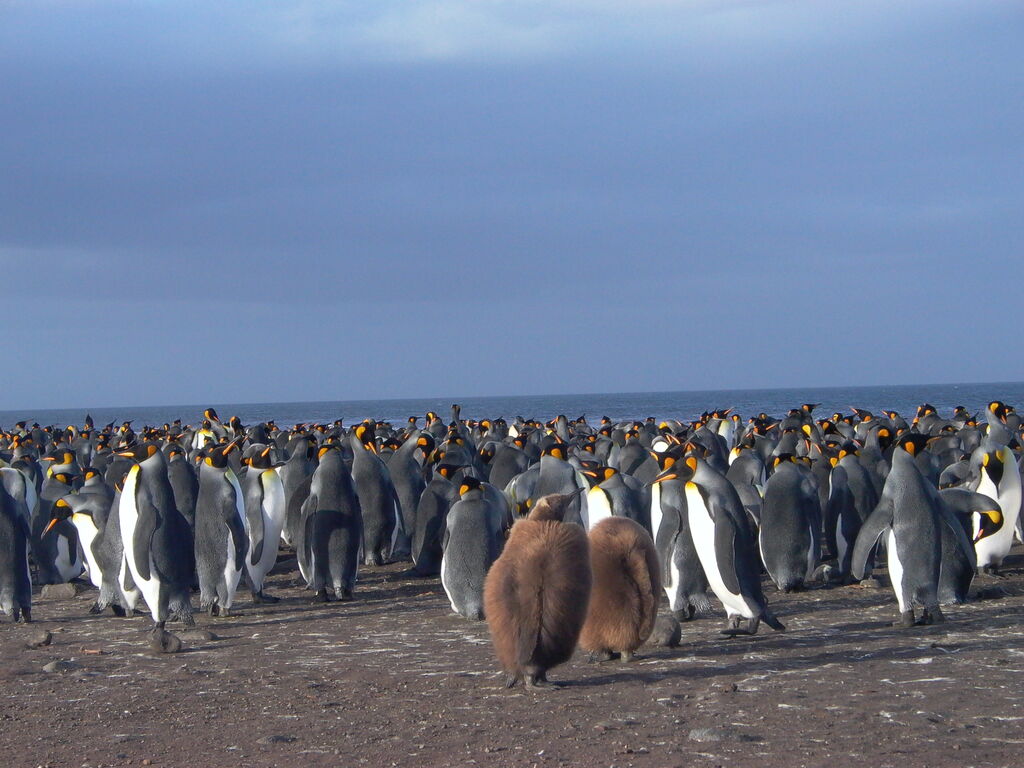 King Penguin