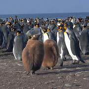 King Penguin