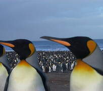 King Penguin