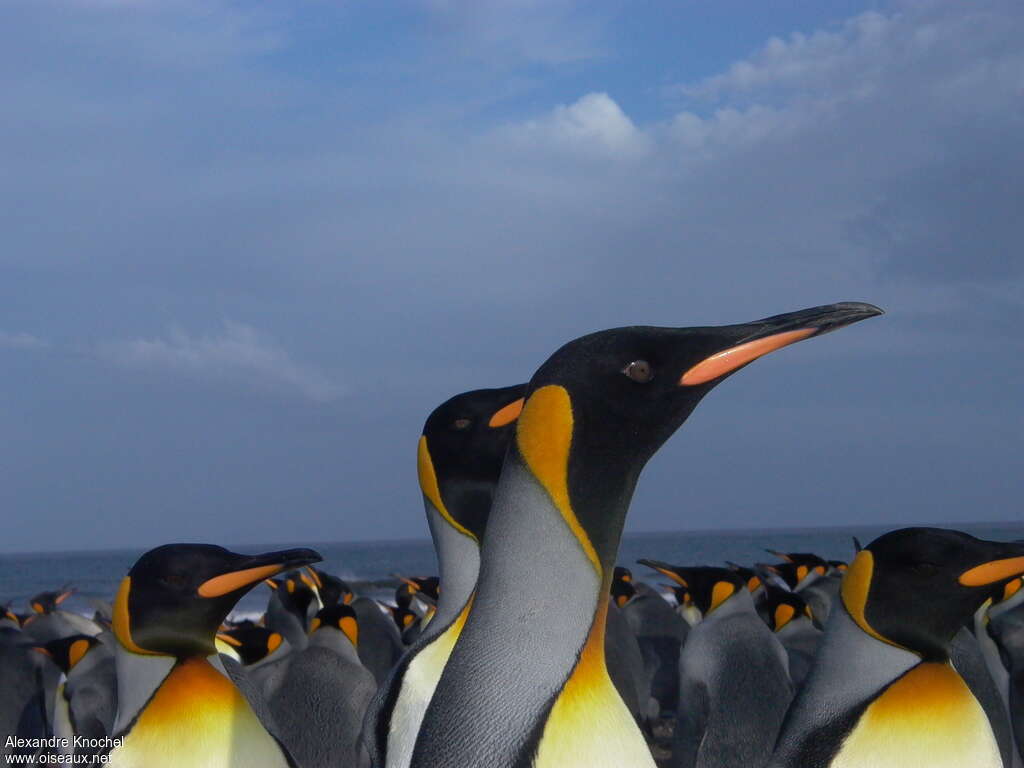 King Penguinadult breeding, close-up portrait