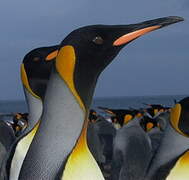 King Penguin