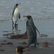 King Penguin