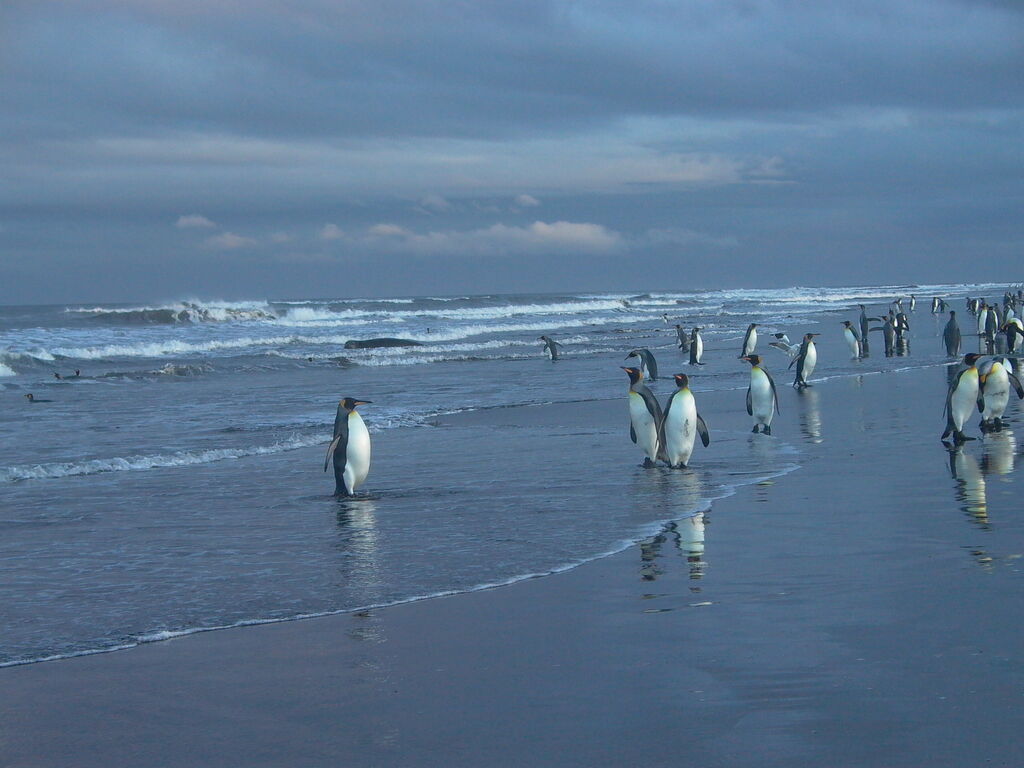 King Penguin