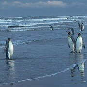 King Penguin