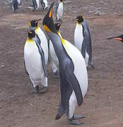 King Penguin