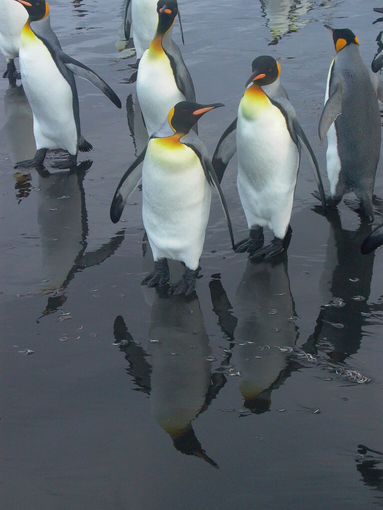 King Penguin