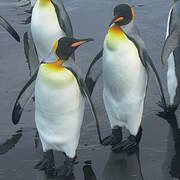 King Penguin