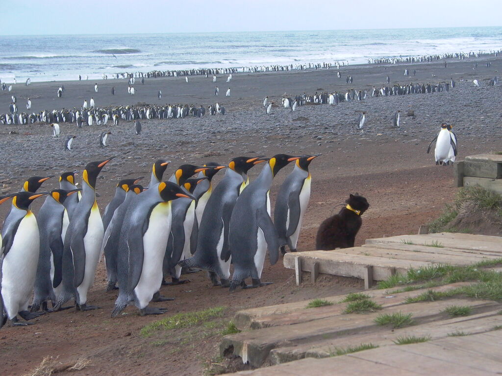 King Penguin