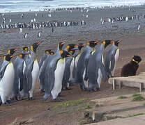 King Penguin