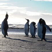 King Penguin