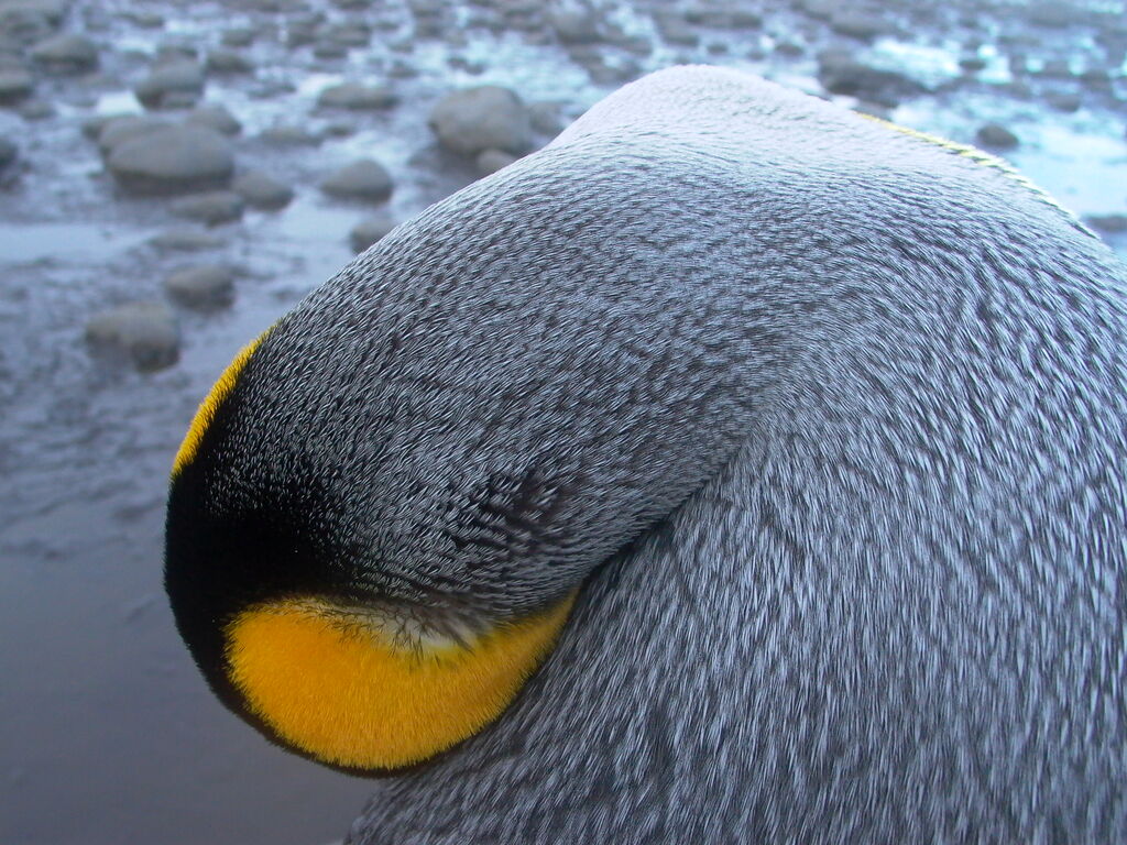 King Penguin