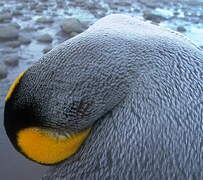 King Penguin