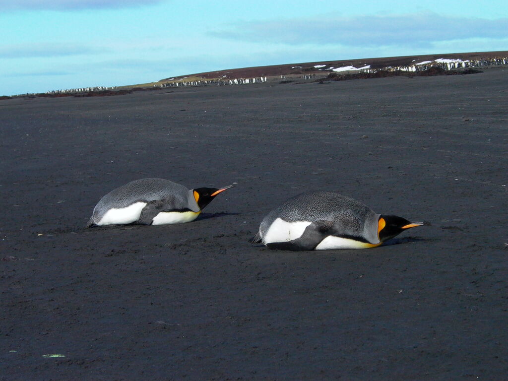 King Penguin