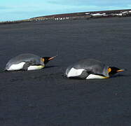 King Penguin