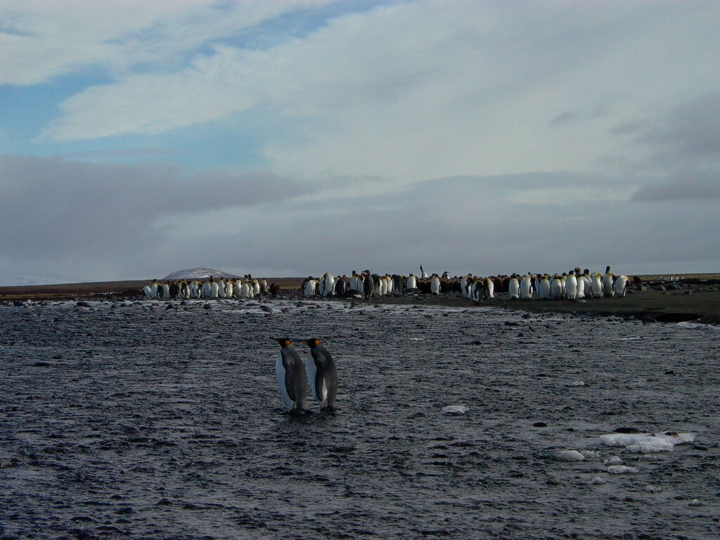 King Penguin