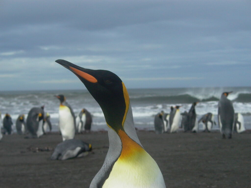 King Penguin